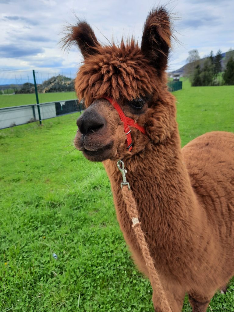 Alpakawanderung inkl. Ostereiersuche