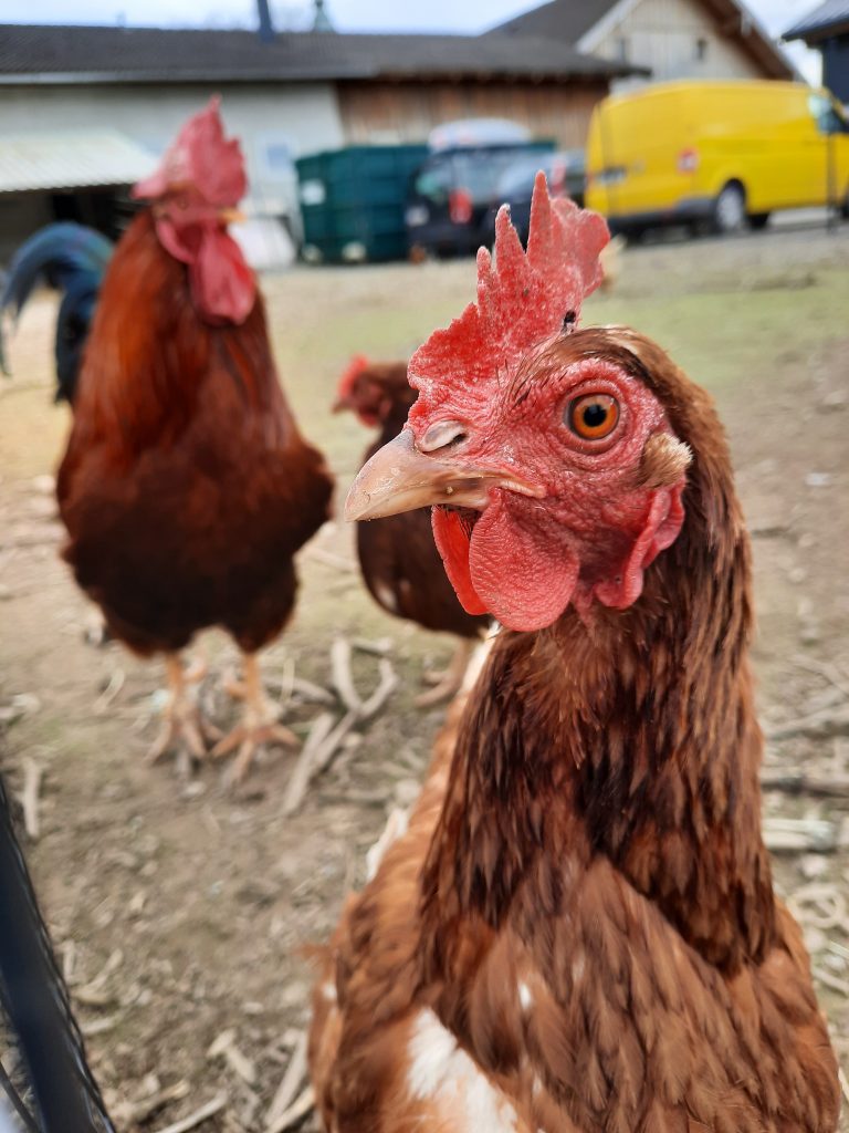 BIO Hühner
