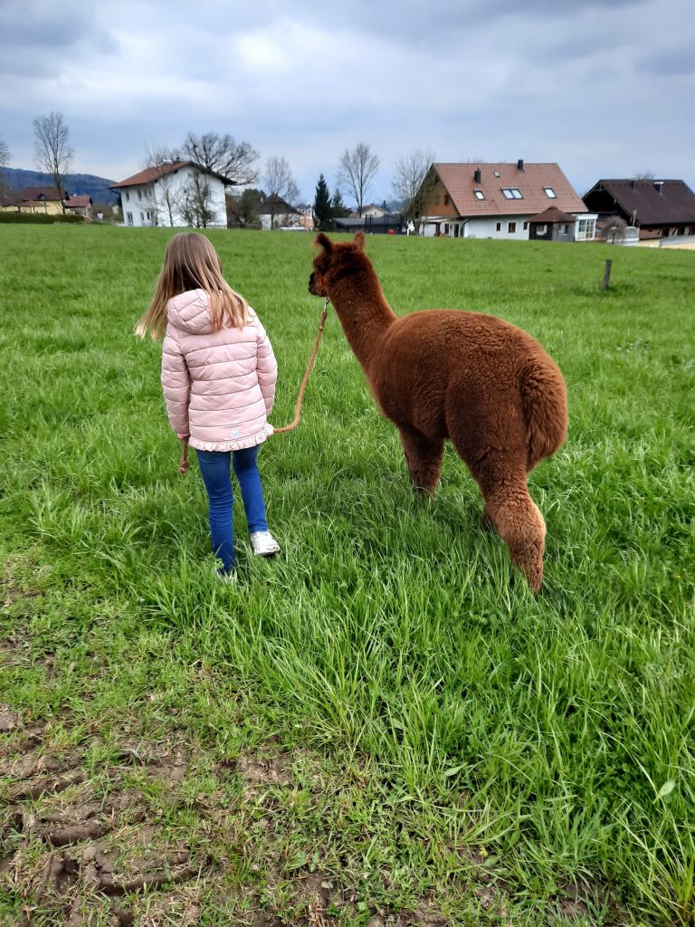 Kinder und Alpakas