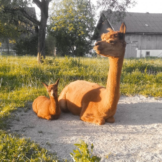 lenny lenny und lorenzo